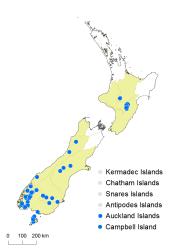Centrolepis pallida distribution map based on databased records at AK, CHR and WELT.
 Image: K. Boardman © Landcare Research 2014 
